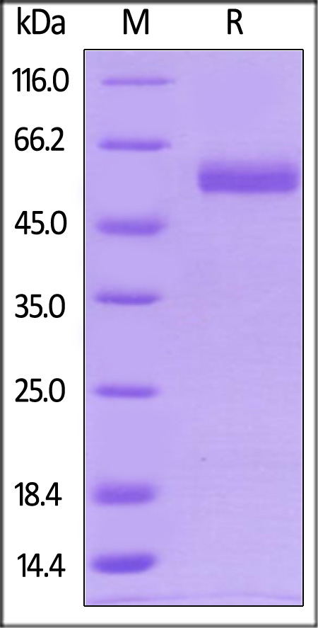 Biotinylated Human CD4, His Tag on SDS-PAGE under reducing (R) condition. The gel was stained overnight with Coomassie Blue. The purity of the protein is greater than 95%.